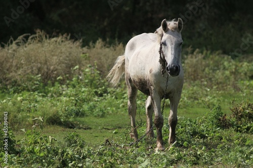 White horse grazes in the field