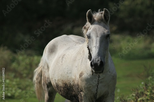 White horse grazes in the field