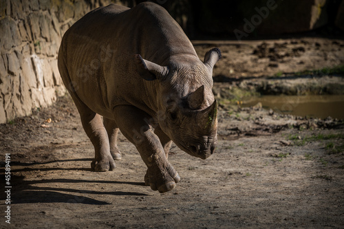 two-horned rhino in nature park © jurra8