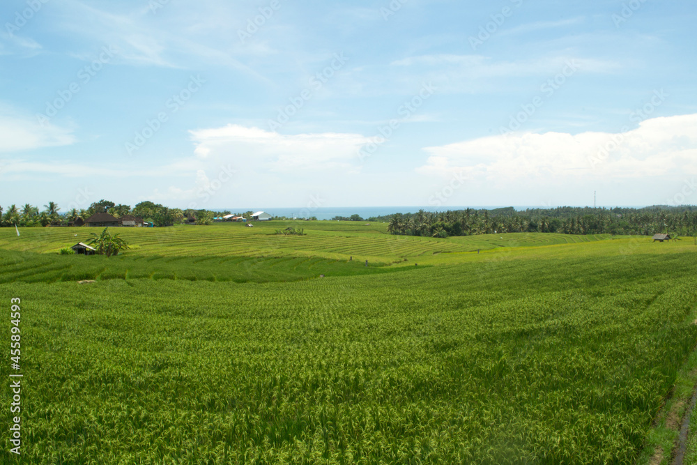 Beautiful rice terrace, Soka, Tabanan Regency, Bali Province, Indonesia