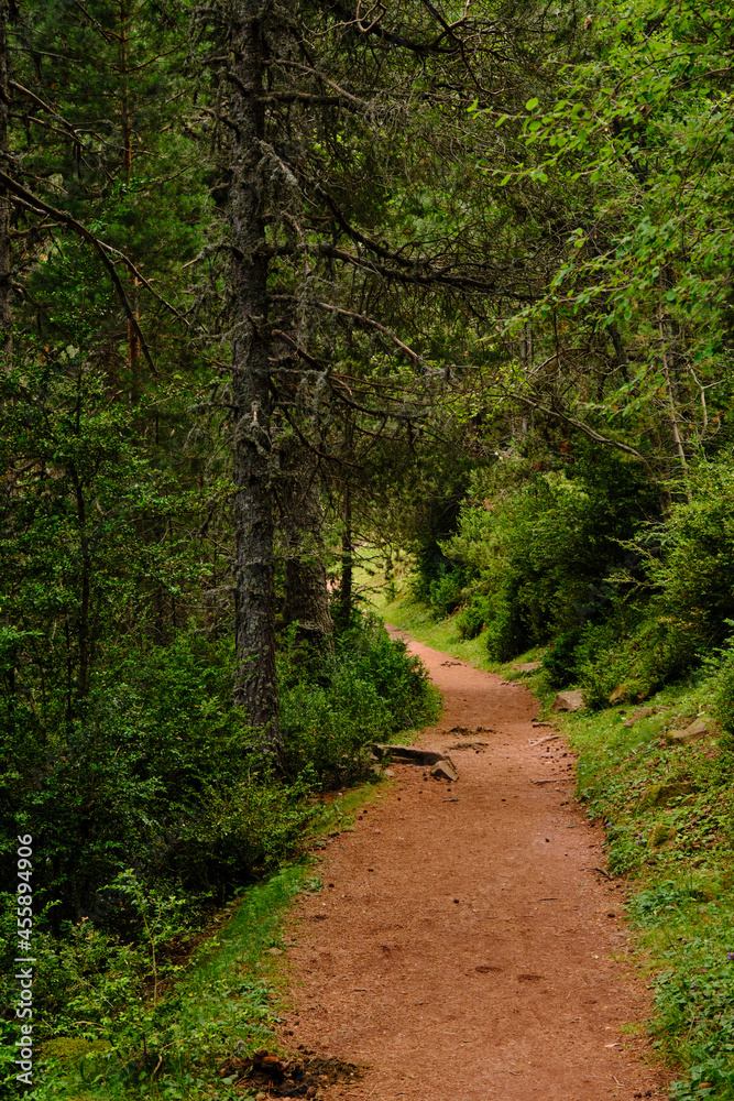 Nice path in the middle of the forest surrounded by nature, where green and brown predominate Nice path in the middle of the forest surrounded by nature, where green and brown predominate