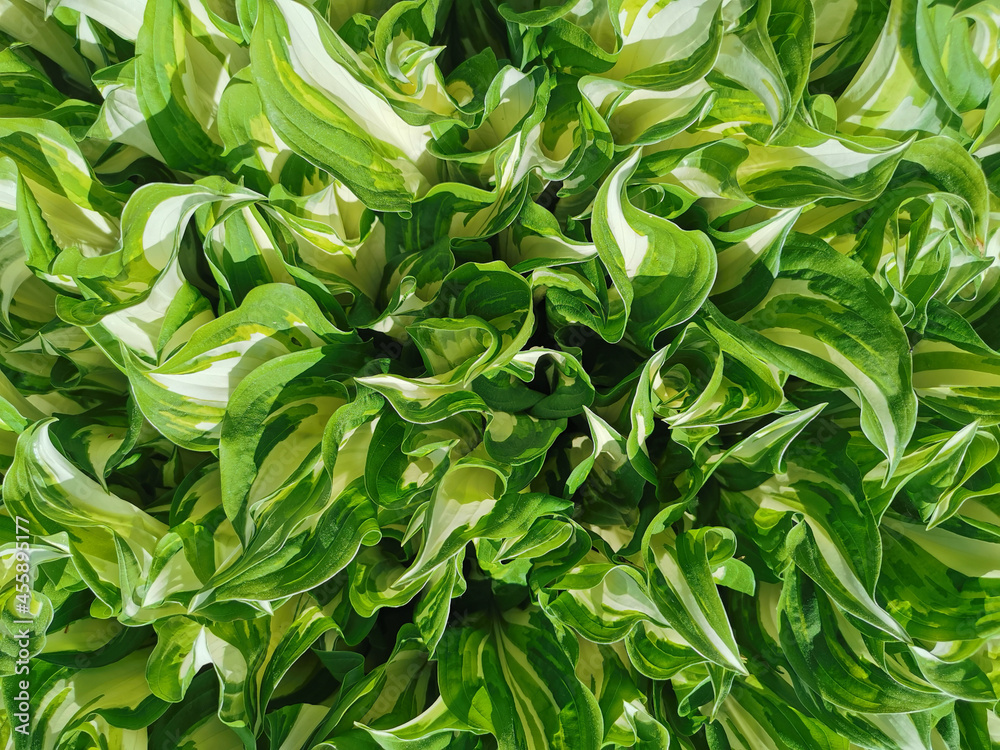 Background of white-green young hosta leaves. Top view. Background of white-green young hosta leaves. Top view.