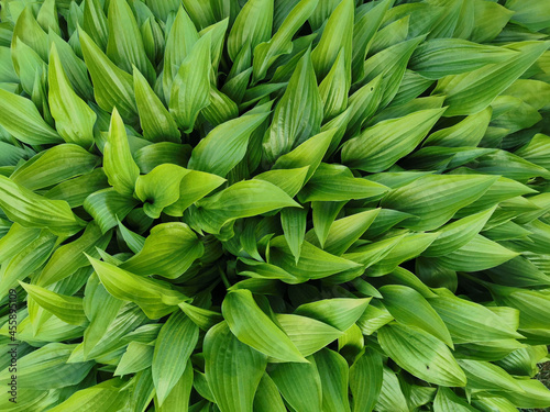 Round hosta bush with sharp matte green leaves, top view, in the Botanical Garden of St. Petersburg.