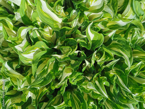 Background of white-green young hosta leaves. Top view.