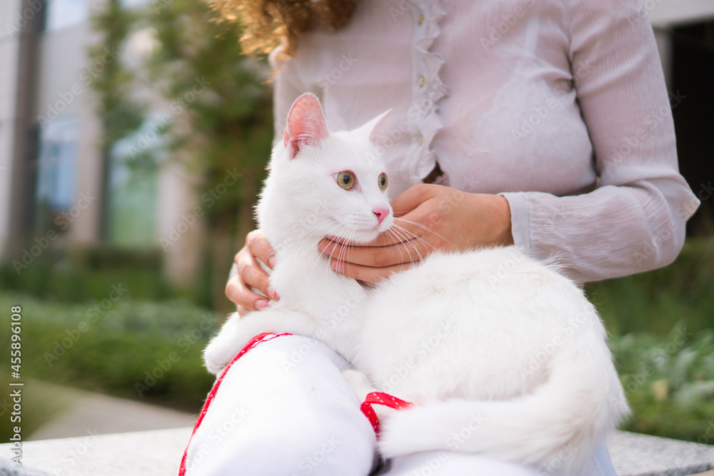 An unrecognizable teenage girl with curly hair holds a white cat on her lap. She is enjoying time with her pet. An unrecognizable teenage girl with curly hair holds a white cat on her lap. She is enjoying time with her pet.
