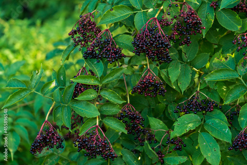 Holunderbeeren (	Sambucus nigra) photo