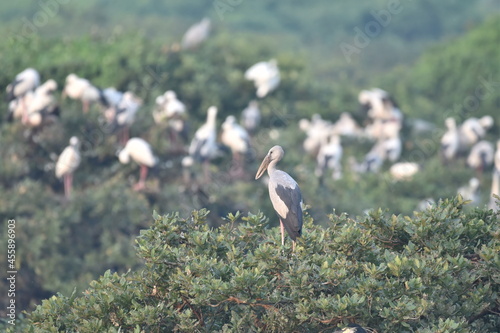 Migrated pellikan vedantangul bird sanctuary photo