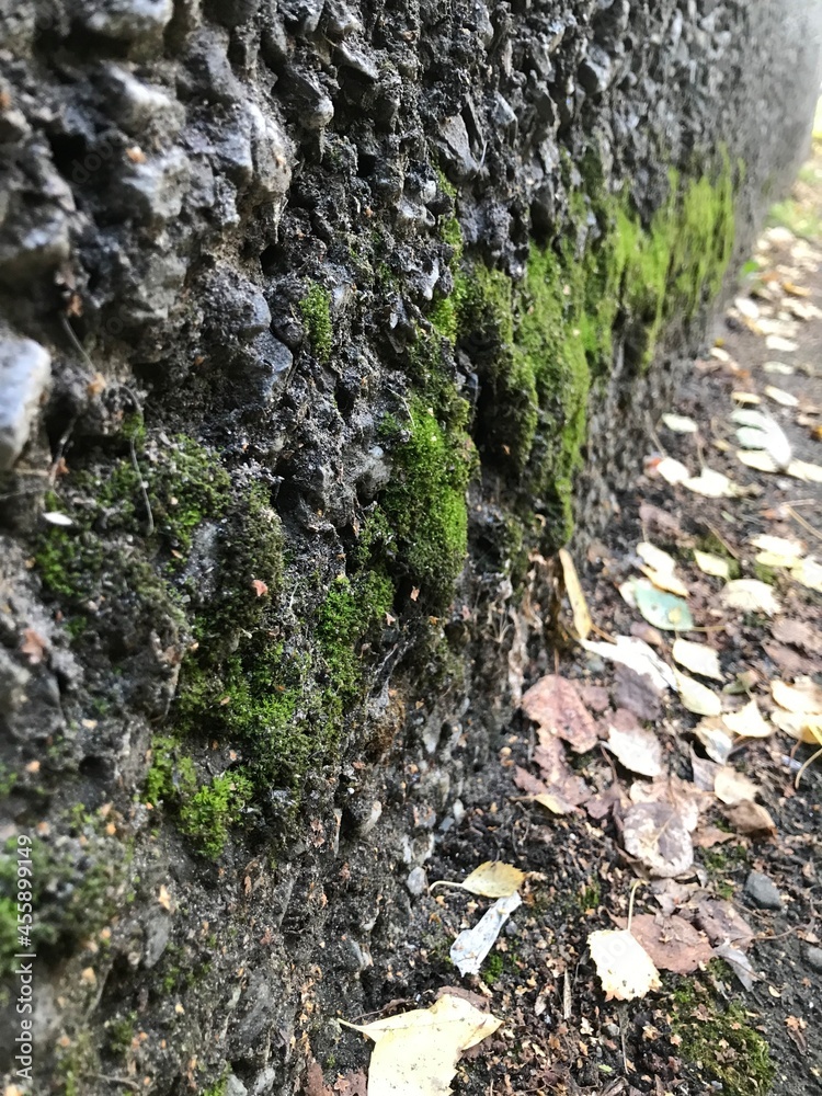 moss on stone moss on stone