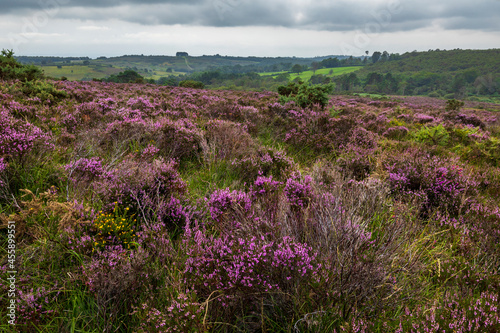 August purple heather on the heath at Old Lodge Ashdown Forest East Sussex, south east England