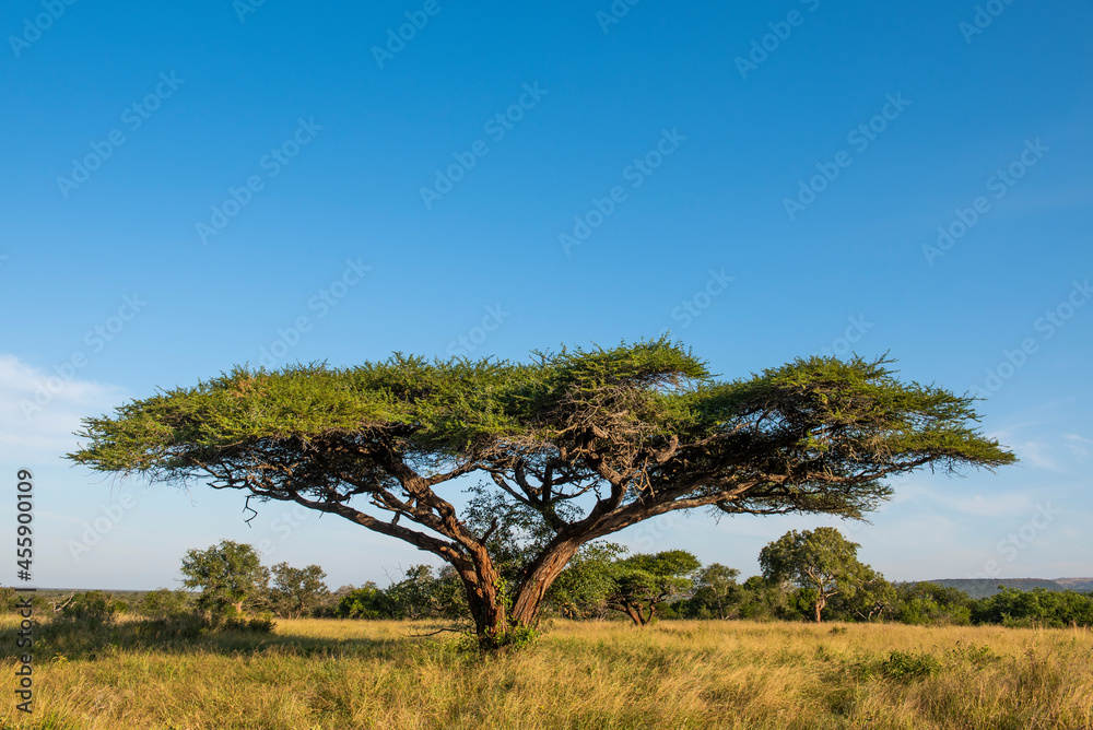 Flat crown albizia tree in summer grassland Flat crown albizia tree in summer grassland