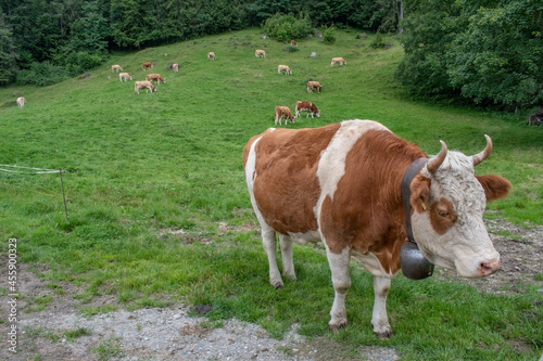 Beautiful swiss cows. Alpine meadows. farm. 