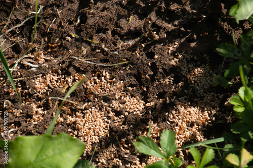 common red ants nest on the soil with lots of workers and ant larvae and entrances to the underground nest