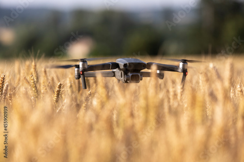 Professional drone flying in a wheat field for a video shoot in agriculture. 
