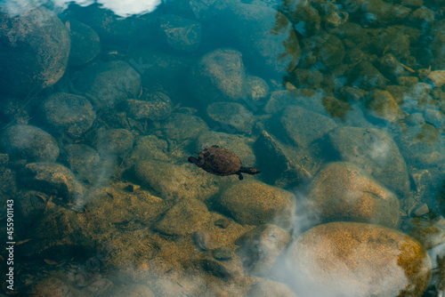 Turtle Swimming in a Lake whit Clear Water in a Sunny Day.Wildlife Concept.Copy Space