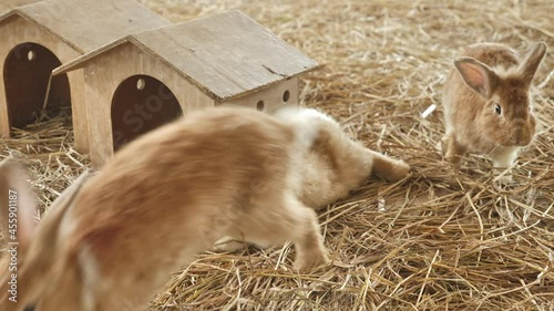 4k stock video ; two rabbit rest on dry hay floor near wood box in the pet cage.