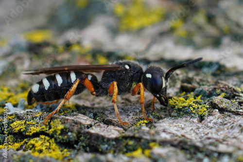 Closeup of a colorfull weevil wasp species, Cerceris tenuivittata photo