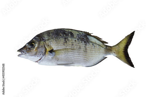 Sheephead bream fish isolated on a white background with free space for text photo