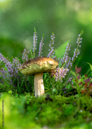 colorful photo with mushroom close-up, traditional forest vegetation, heather, moss, ferns, grass, forest in autumn, mushroom collection for eating