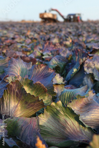 Harvesting season for red cabbage. Red cabbage. Autumn harvest of vegetables. Agricultural work. Vegetable crops. Out of focus. With copy space.Vertical photo.