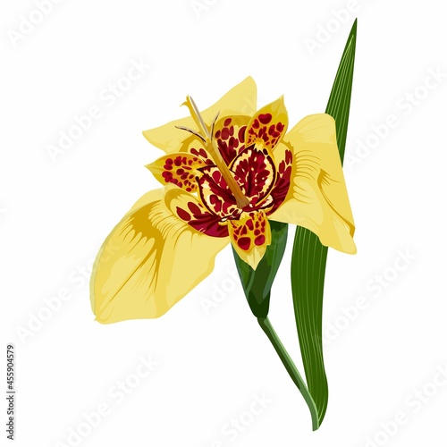 Colored of hand drawn yellow tigridia flower isolsted on white background.