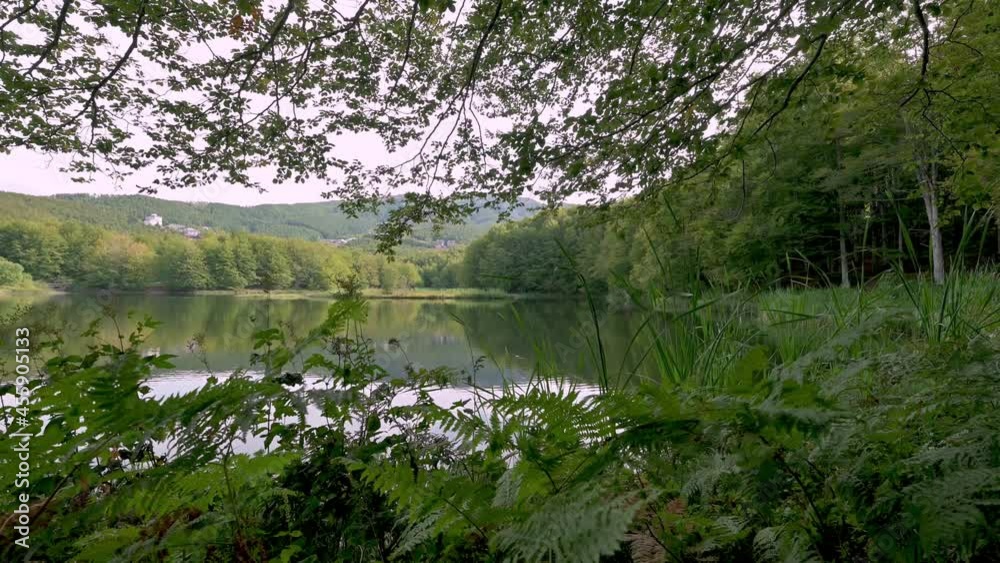 Foresta in 4k Foresta in 4k
