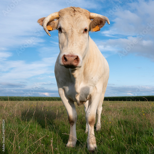 white blonde d'aquitaine cow under blue sky in green summer meadow