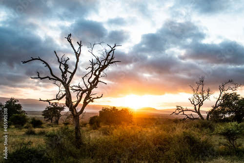 Wallpaper Mural Dawn sunlight filtering through dead leadwood trees Torontodigital.ca