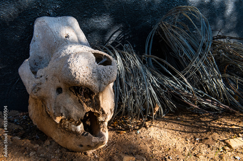 Poached white rhino skull and snares photo