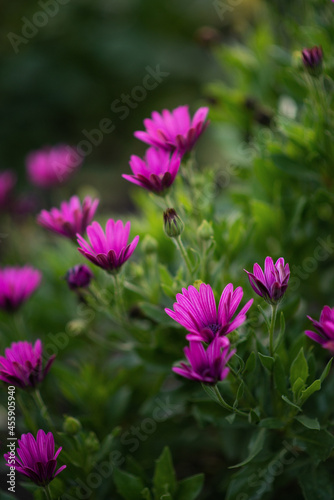 Photo of beautiful purple flowers.