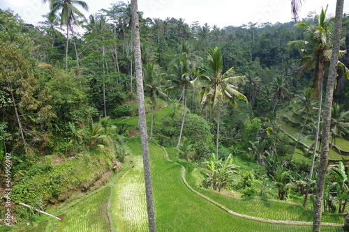 インドネシア バリ島 世界遺産グヌンカウィ遺跡