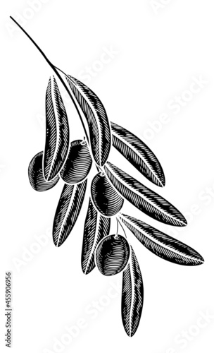 Olives Branch Illustration ...