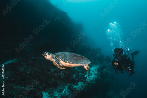 Underwater marine life  underwater photography. Turtle resting among coral with a diver observing in the background