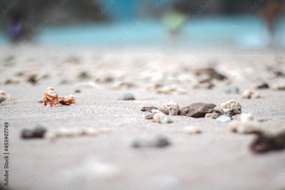 shells on the sand shells on the sand