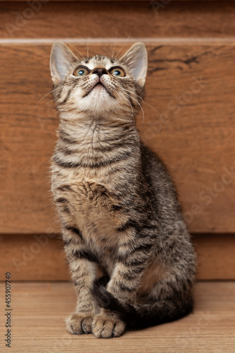 Young gray striped kitten on a wooden background