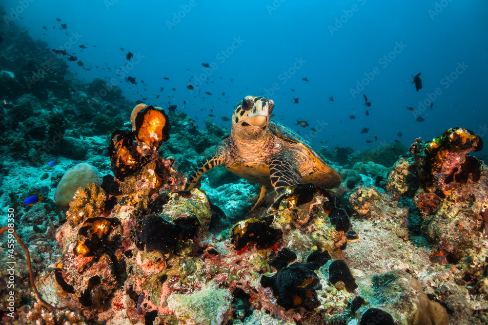Obraz premium Underwater photography, turtle resting peacefully among colorful coral reef in blue ocean
