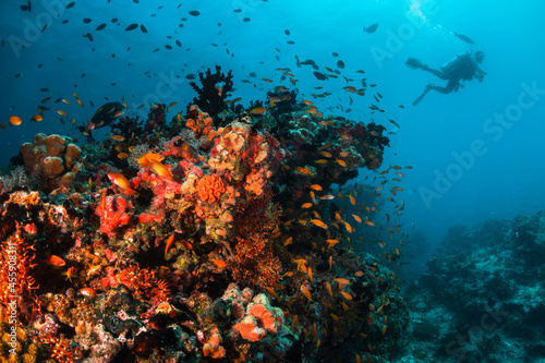 Scuba diving  underwater photography. Colorful underwater coral reef scene  divers swimming among colorful hard corals surrounded by tropical fish 