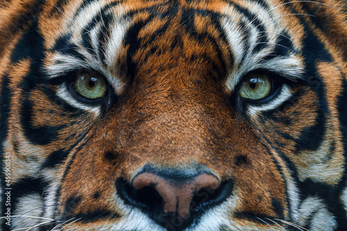 Photography Front view of Sumatran tiger