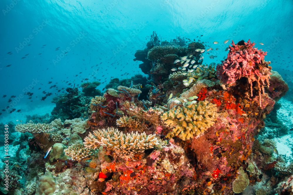 Naklejka premium Colorful underwater scene, beautiful coral reef scene with tiny tropical fish swimming among the underwater marine environment