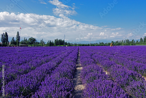 lavender field region