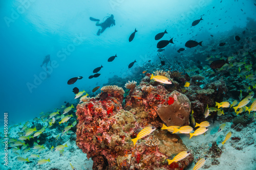 Fototapeta Naklejka Na Ścianę i Meble -  Scuba diving, underwater photography. Colorful underwater coral reef scene, divers swimming among colorful hard corals surrounded by tropical fish 
