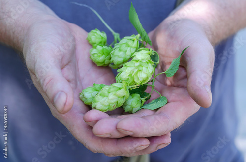 Man holding green hop cones. A grown man with palms of hops. Farming. Brewery. Daytime. Outside. Selective focus.