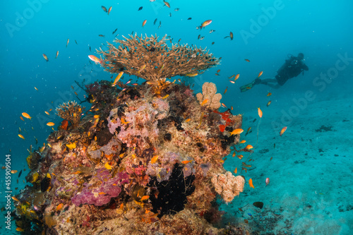 Scuba diving  underwater photography. Colorful underwater coral reef scene  divers swimming among colorful hard corals surrounded by tropical fish 