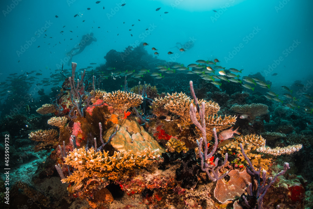Fototapeta premium Scuba diving, colorful underwater scene, divers enjoy observing coral and fish life underwater. Beautiful marine life, tropical ocean scene.