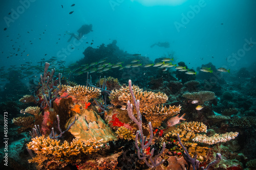 Scuba diving, colorful underwater scene, divers enjoy observing coral and fish life underwater. Beautiful marine life, tropical ocean scene.