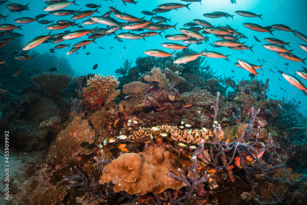 Fototapeta premium Colorful underwater reef scene, schools of tropical fish swimming among coral reefs in tropical blue ocean
