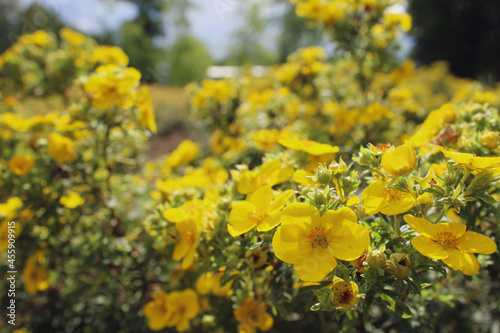 Yellow flowers of shrubby cinquefoil (Potentilla fruticosa). Autumn plant in park. 