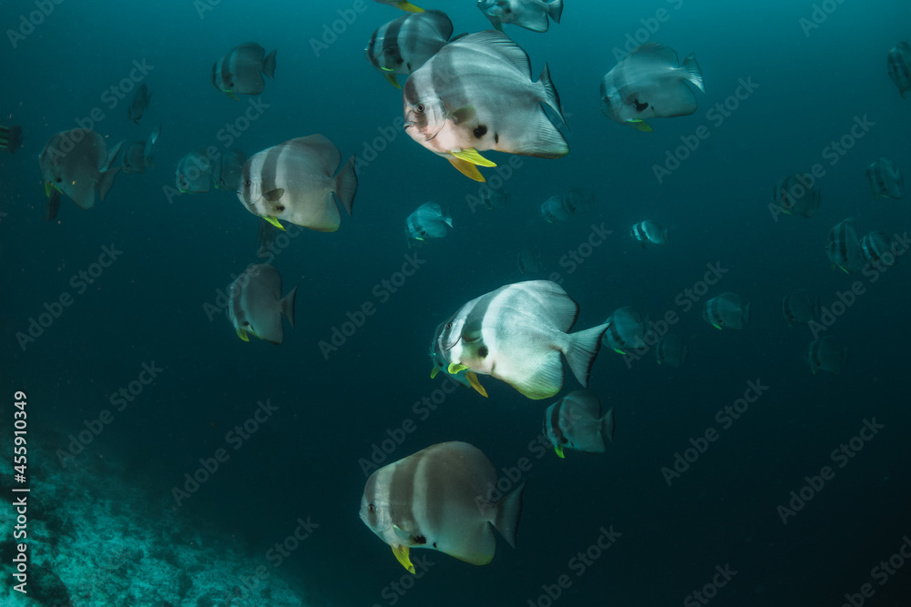 Fototapeta premium Schooling fish in deep blue ocean. School of barracuda swimming in blue ocean among coral reef