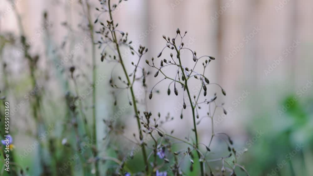 green dianella grass plant outdoor with wind moving its leaves