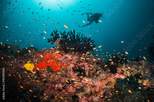 Fototapeta Naklejka Na Ścianę i Meble -  Colorful underwater reef scene, schools of tropical fish swimming among coral reefs in tropical blue ocean