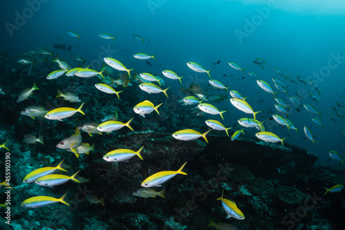 Schooling fish in deep blue ocean. School of fish swimming in blue ocean among coral reef